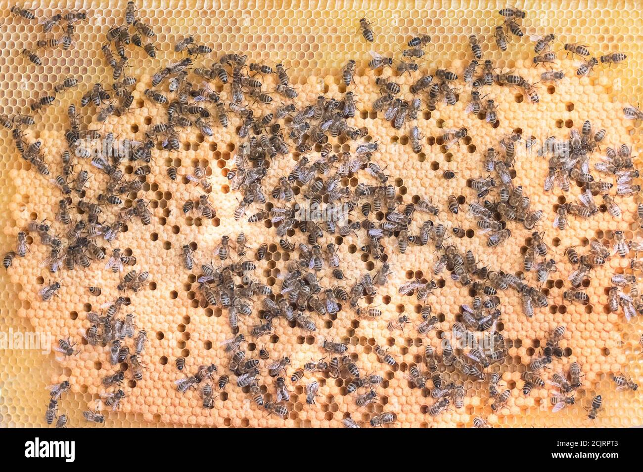 Lot d'abeilles sur nid d'abeille doré dans l'apier. Nid d'abeille avec abeilles gros plan. Arrière-plan en nid d'abeille. Apiculture à la campagne. Concept d'agriculture biologique. Banque D'Images