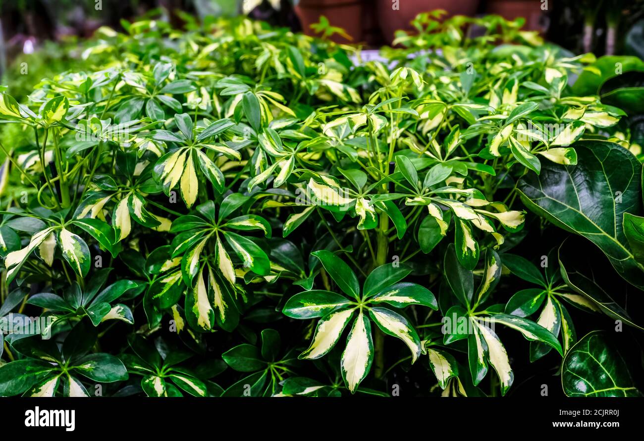 Schefflera actinophylla ou arbre ombrelle jaune et vert feuilles de près. Vente en magasin. Mise au point sélective Banque D'Images