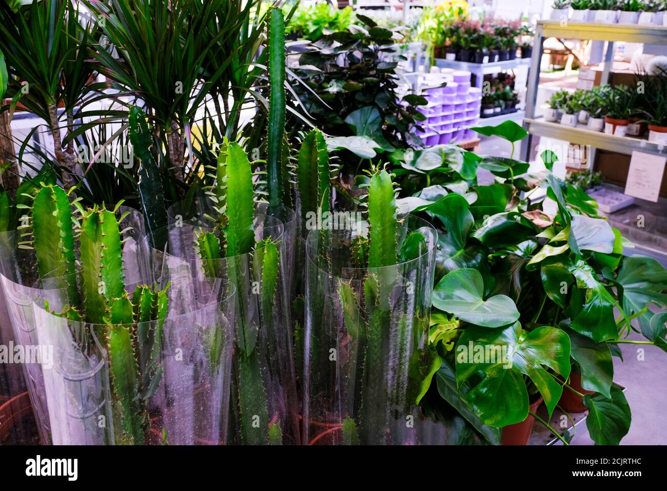 Euphorbia trigona (également connu sous le nom d'arbre à lait africain, cactus de cathédrale, euphorbia d'Abyssinian et haut chaparall) à vendre dans le magasin Banque D'Images