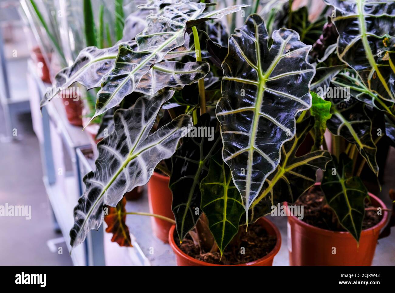 Alocasia amazonica, plante du0027asie du Sud-est, oreille du0027éléphant