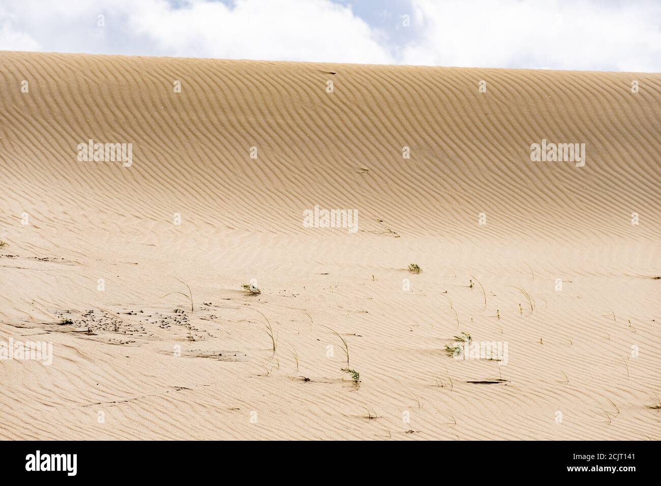Magnifique dune de sable dans le désert Banque D'Images