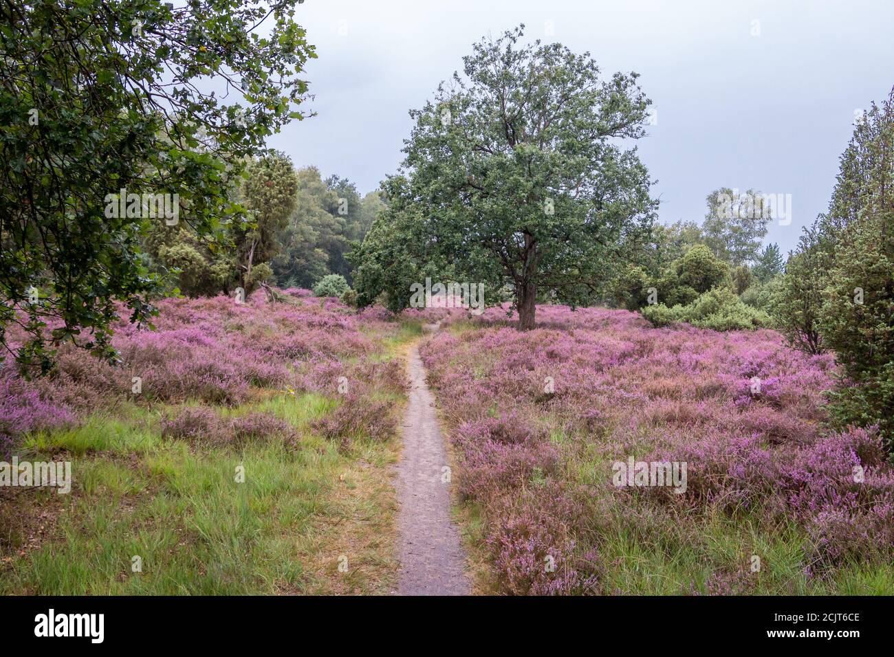 Floraison de bruyère pourpre dans le paysage de Twente, province d'Overijssel aux pays-Bas Banque D'Images