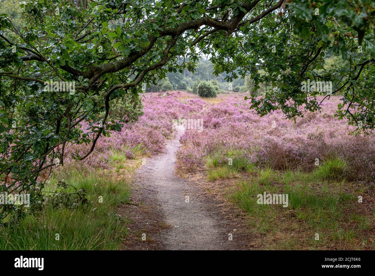 Floraison de bruyère pourpre dans le paysage de Twente, province d'Overijssel aux pays-Bas Banque D'Images