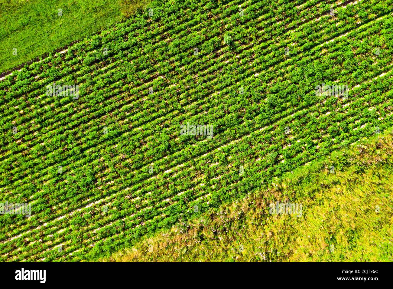 La texture des rangées de plantes agricoles de plantation vue de dessus Banque D'Images
