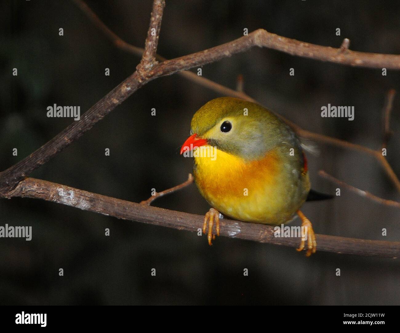 PEKIN ROBIN Banque D'Images