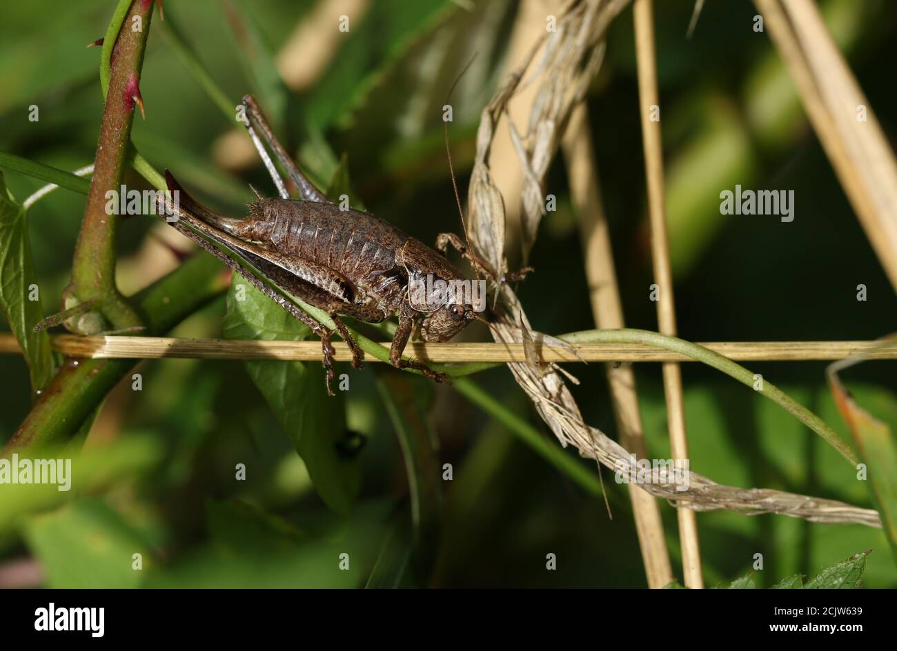 Un Cricket de brousse foncé, Pholidoptera griseoaptera, dans le sous-développement. Banque D'Images