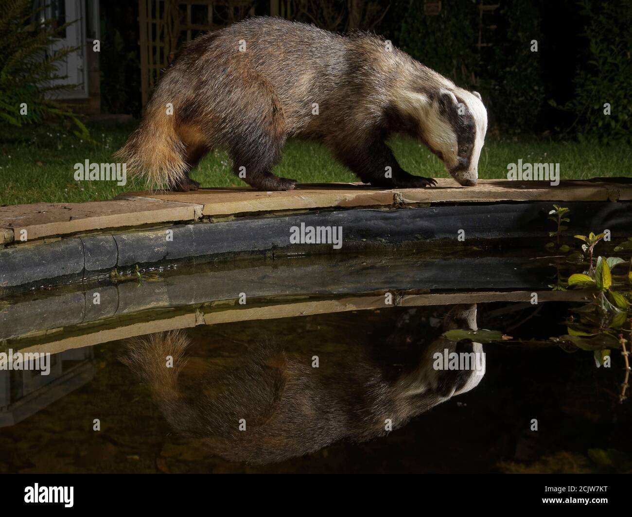 Le blaireau européen (Meles meles) se reflète dans un étang de la faune et de la flore qu'il visite pour boire de nuit, Wiltshire, Royaume-Uni, juin 2020 Banque D'Images