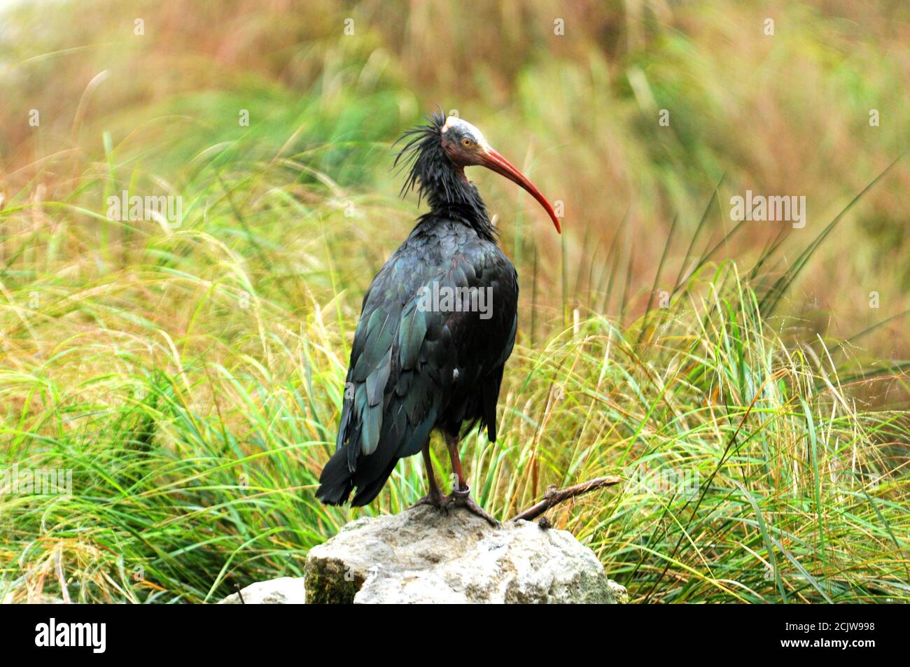 WALDRAPP IBIS Banque D'Images