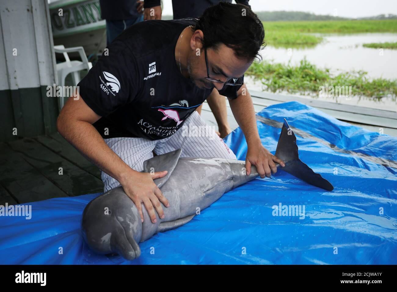 Le Veterinaire Rodrigo De Souza Amaral Du Projet Sur Les Mammiferes Aquatiques Amazoniens Examine Un Bebe De Dauphin De La Riviere Amazone Egalement Connu Sous Le Nom De Dauphin Rose Dans La
