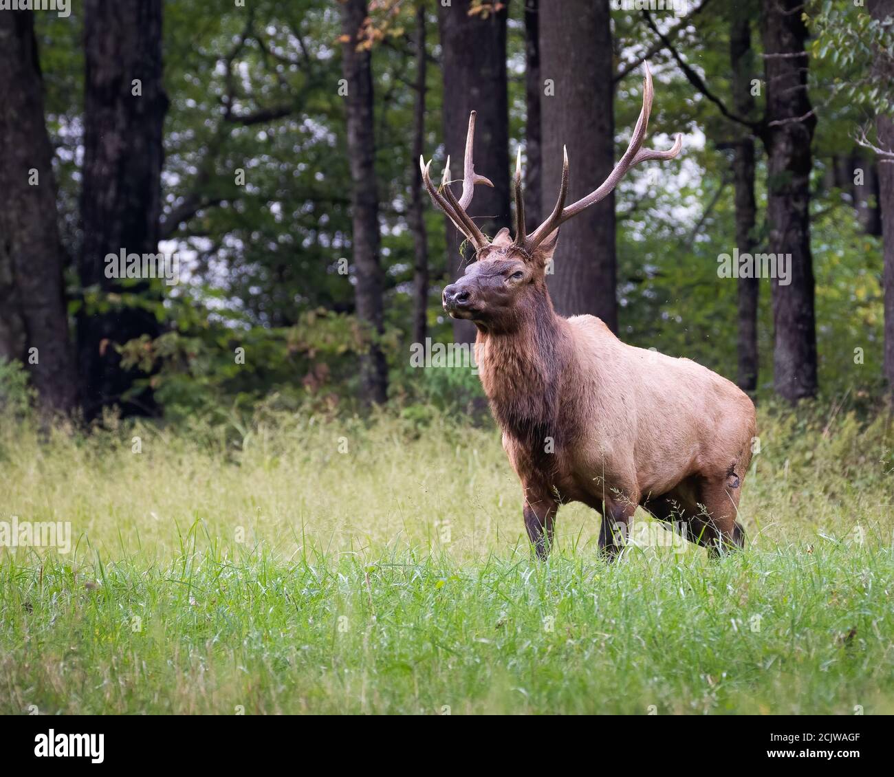 Bull Elk en position de combat Banque D'Images