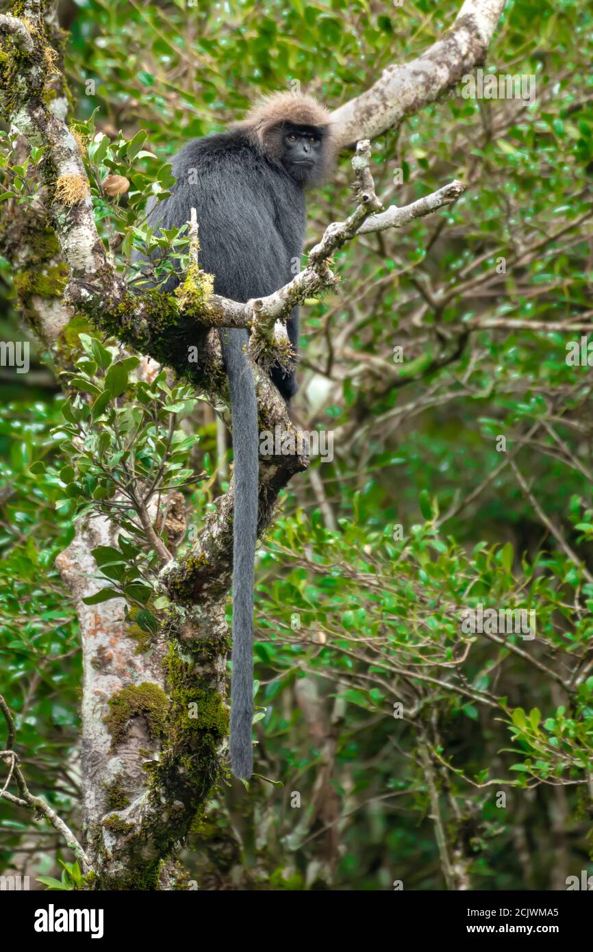 Nilgiri Langur dans son habitat sauvage Banque D'Images