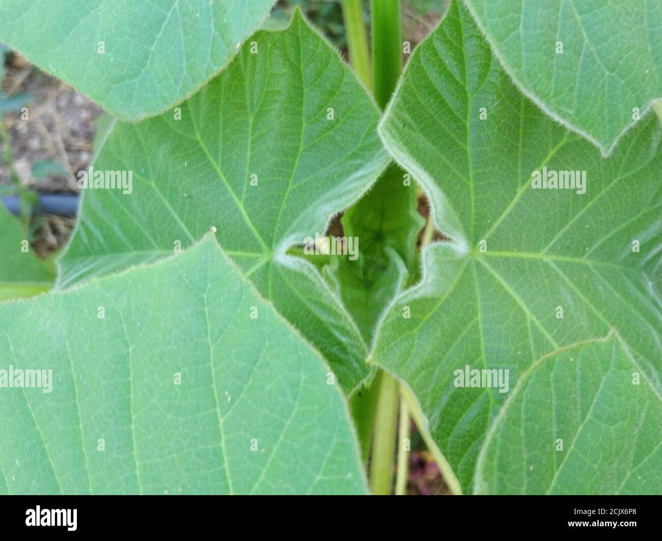 Paulownia tomentosa noms communs princesstree, l'arbre-foxglove ou est un arbre à feuilles caduques de la famille des Paulowniaceae. Gros plan de jeunes feuilles Banque D'Images