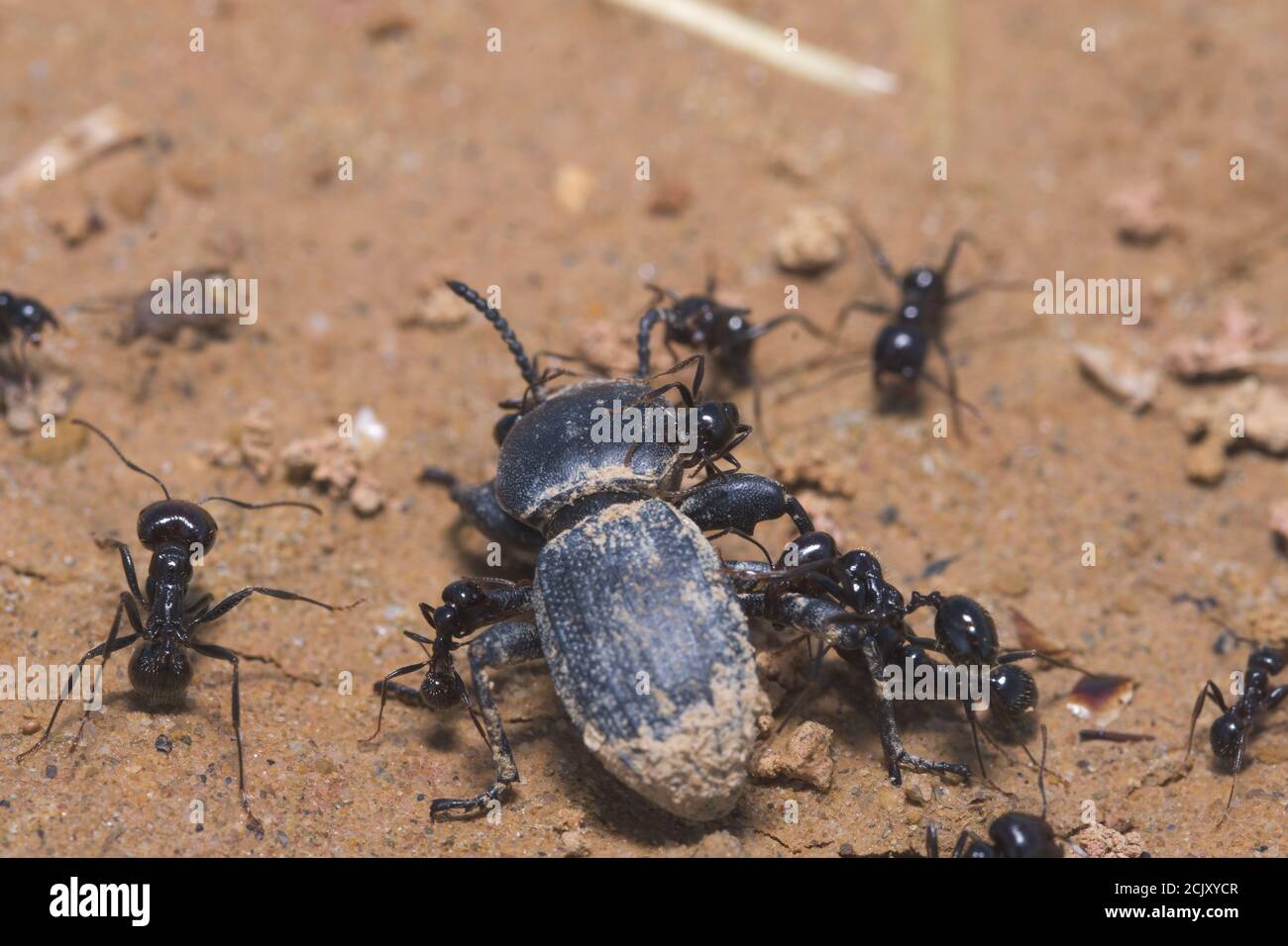 Photo macro des fourmis noirs Banque D'Images