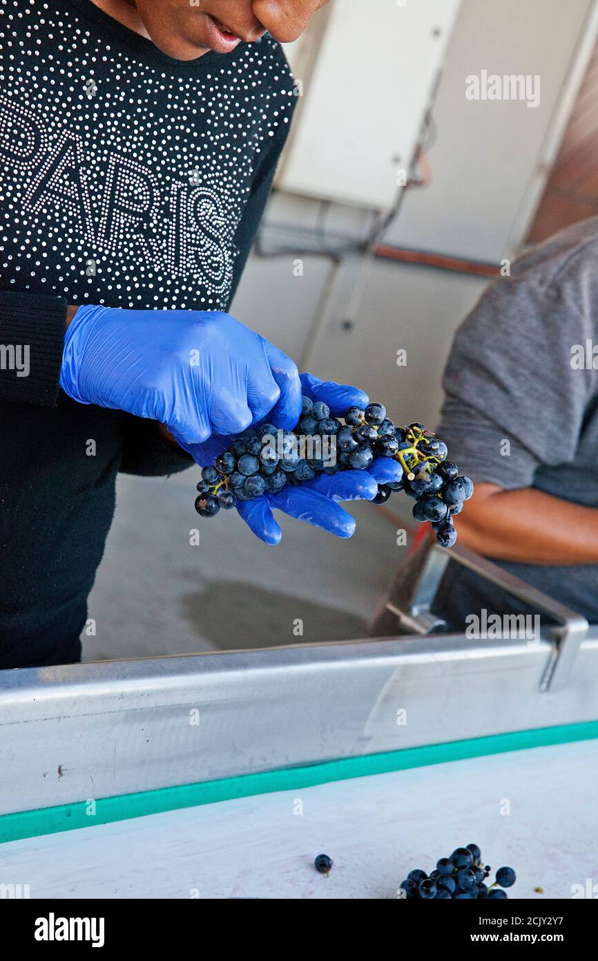 Femme africaine triant à travers les raisins de vin à Stellenbosch, Afrique du Sud Banque D'Images