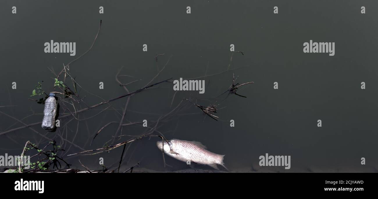 Carpe chinoise morte (White amur, Ctenopharyngodon idella) dans l'étang entouré de déchets ménagers, plastique. L'élevage de poissons et la mort par manque d'oxyg Banque D'Images