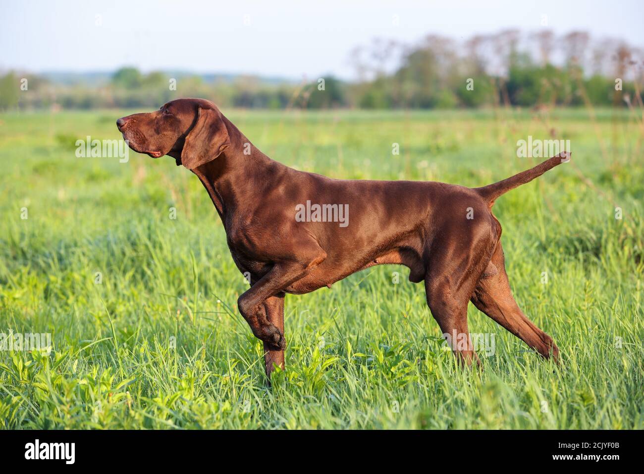 Brown German Shorthaéred pointeur. Un chien de chasse musclé est debout dans un point dans le champ au milieu de l'herbe verte. Une journée ensoleillée au printemps. Banque D'Images