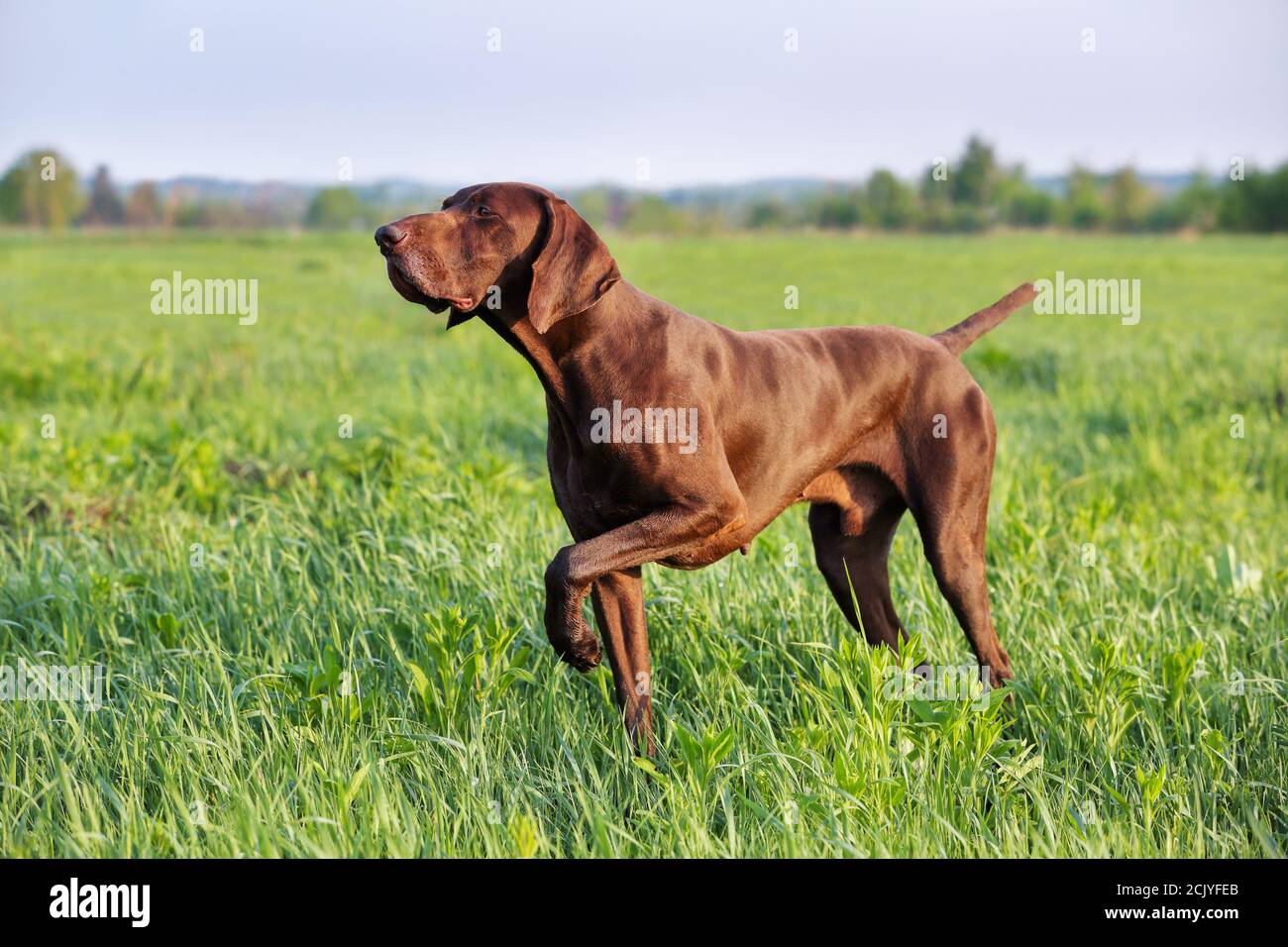 Brown German Shorthaéred pointeur. Un chien de chasse musclé est debout dans un point dans le champ au milieu de l'herbe verte. Une journée ensoleillée au printemps. Banque D'Images