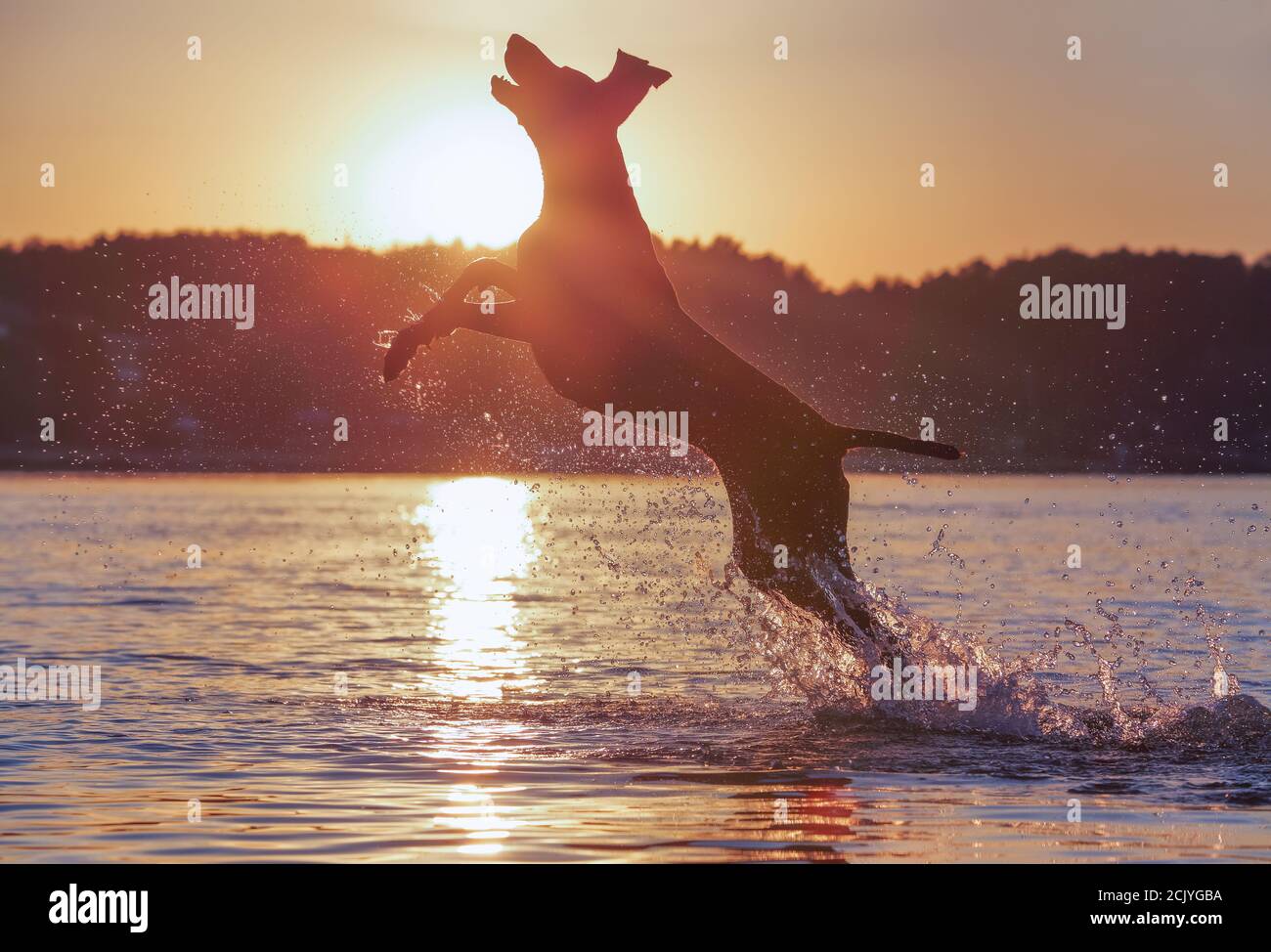 Un pointeur court-circuitant allemand pur-sang. Magnifique coucher de soleil d'été. Amusant chien de muscle brun court sur l'eau qui l'éclabousse autour. Magnifique Banque D'Images