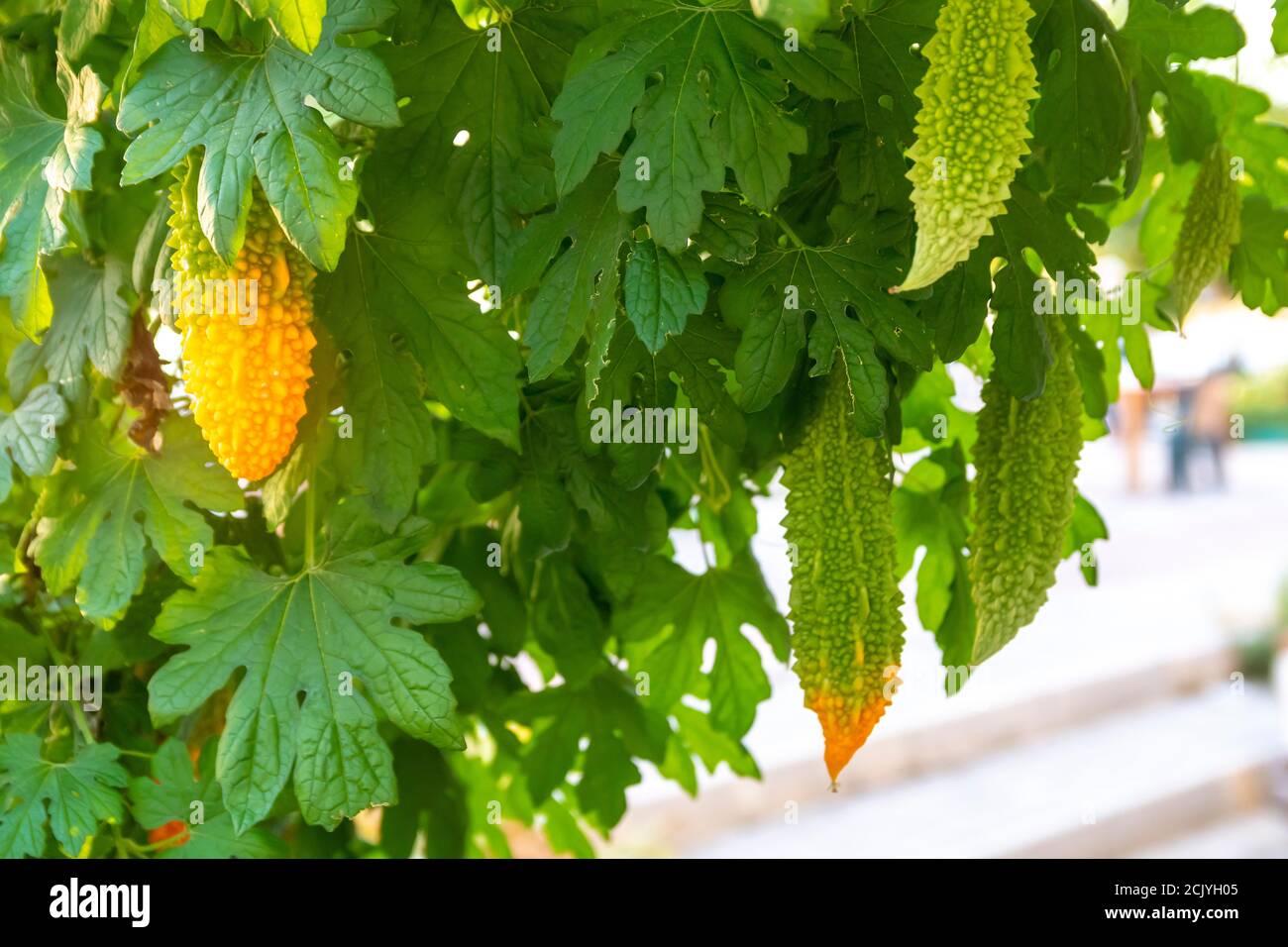 Une vigne aux feuilles luxuriantes et aux nombreux fruits momordica charantia. Connu sous le nom de melon amer ou poire au baume. Ce légume est utilisé pour la cuisine et la médecine Banque D'Images