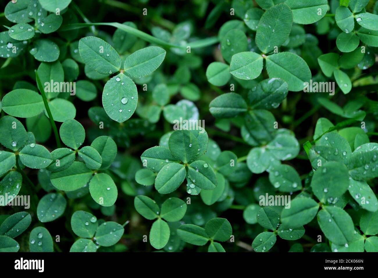 Clovers à trois feuilles avec gouttelettes d'eau sur Shamrock Field après le Pluie Banque D'Images