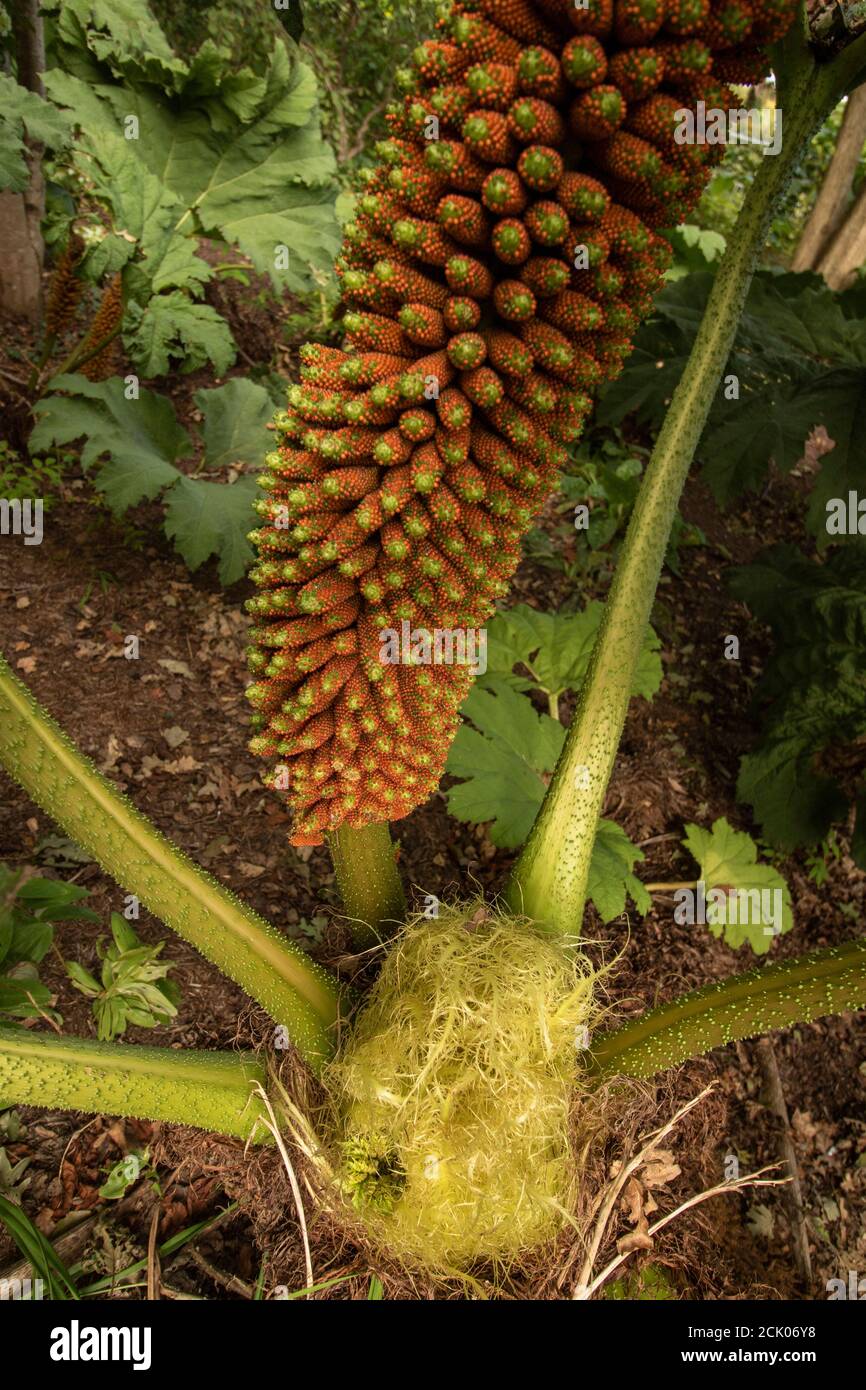 Gunnera Tinctoria, motifs et formes en portrait de la nature Banque D'Images
