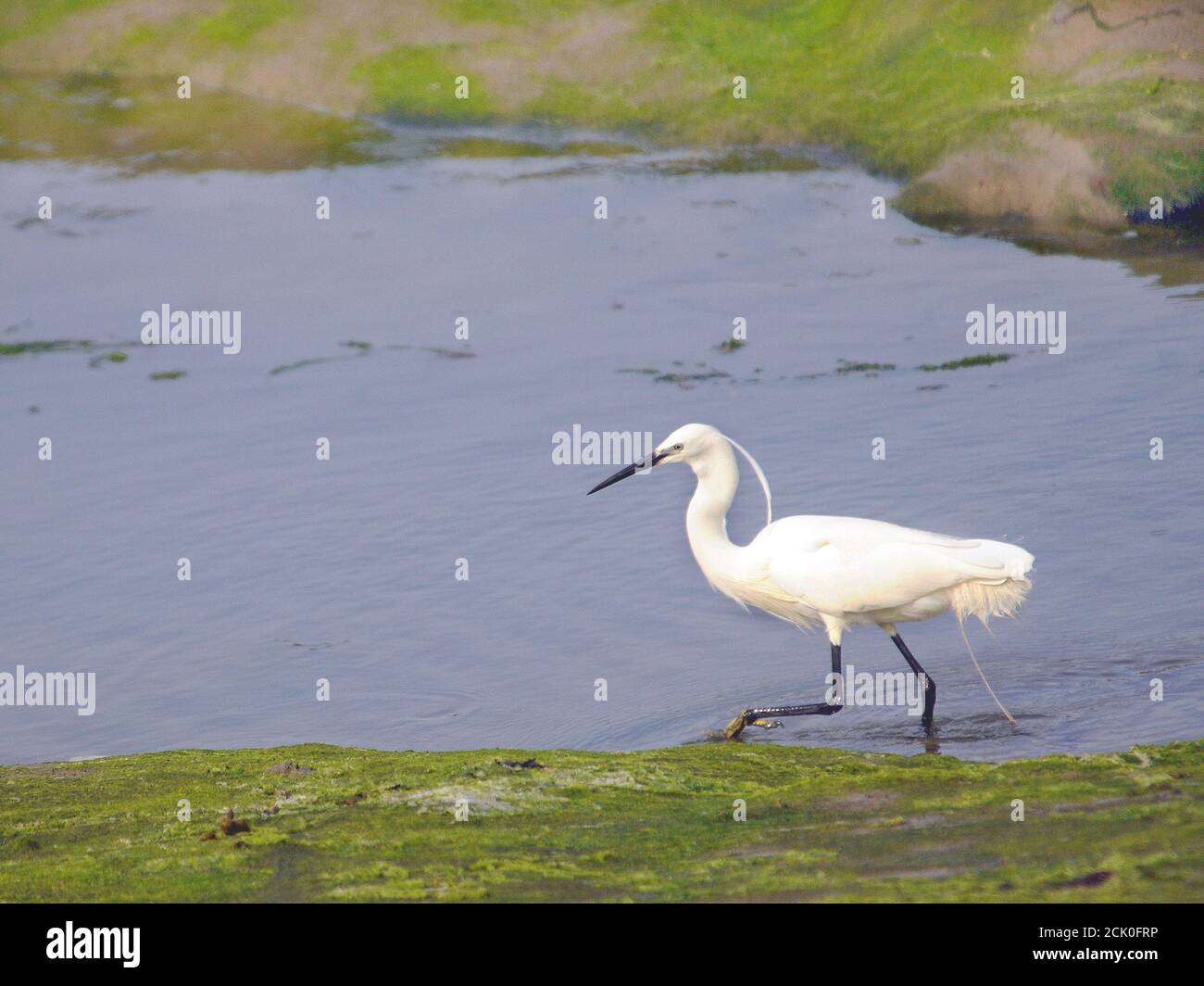 AIGRETTE GARZETTE Banque D'Images