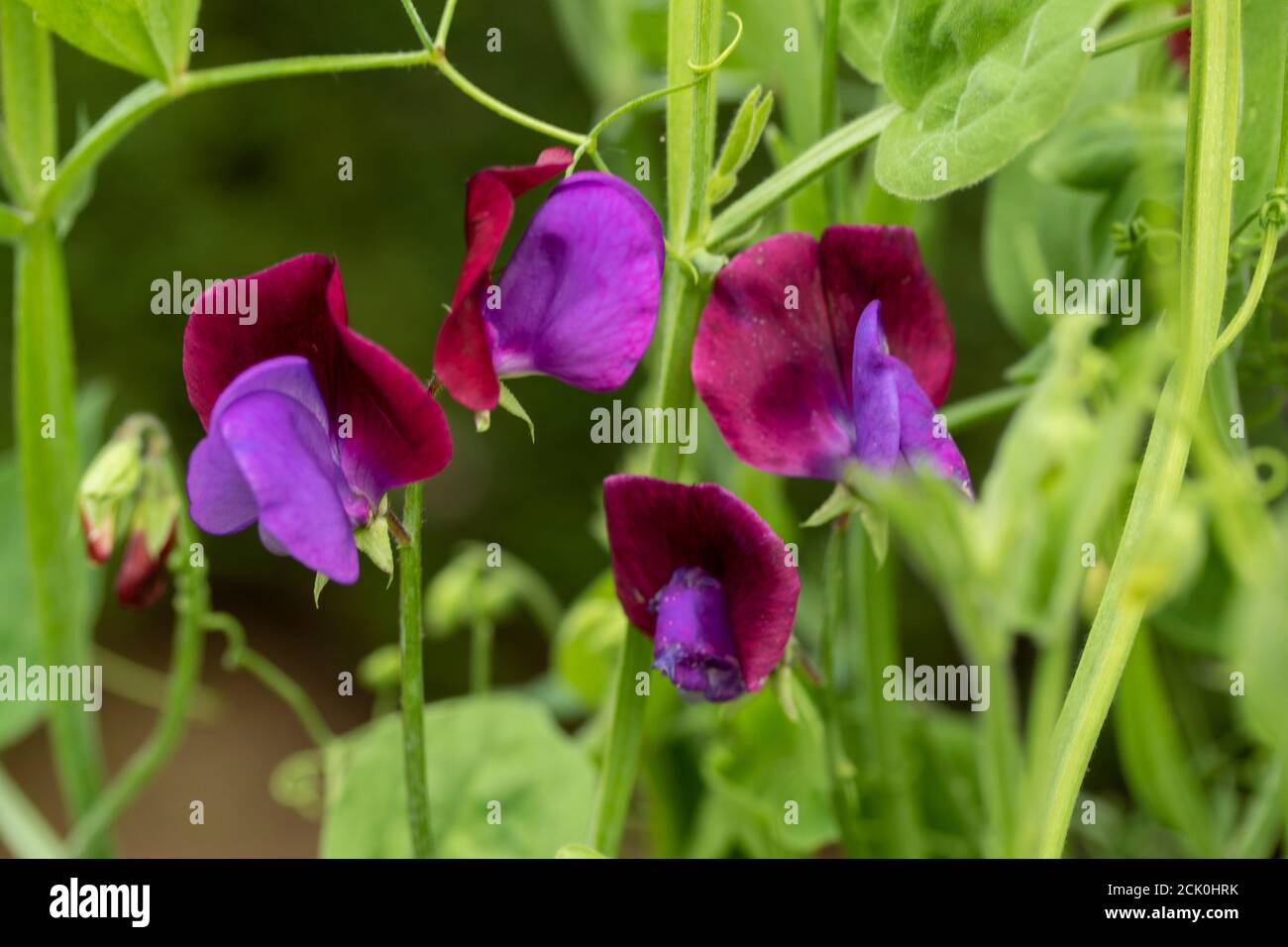 Fleurs et vigne de pois doux 'Matucana' Banque D'Images