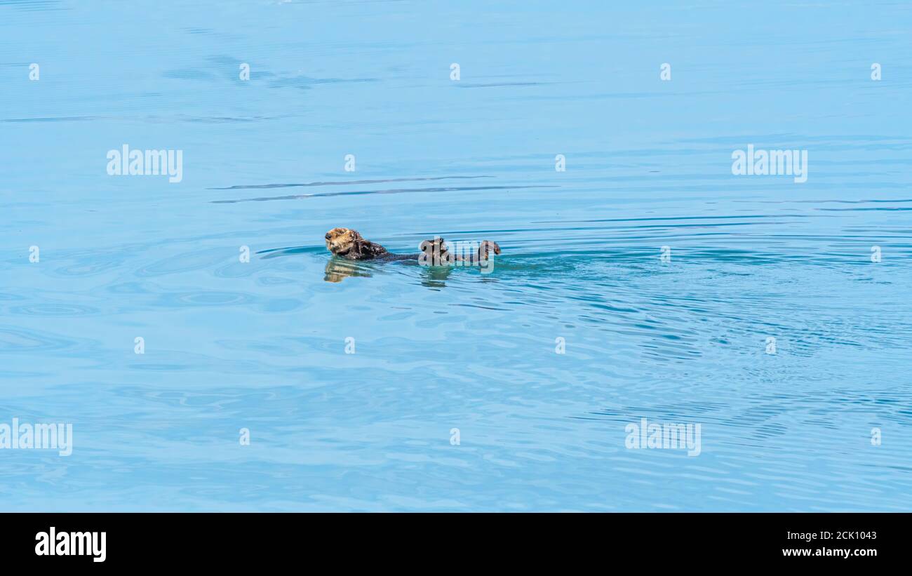Une loutre de mer (Enhydra lutris) flottant sur son dos avec des pattes croisées dans les eaux du sud-est de l'Alaska. Banque D'Images