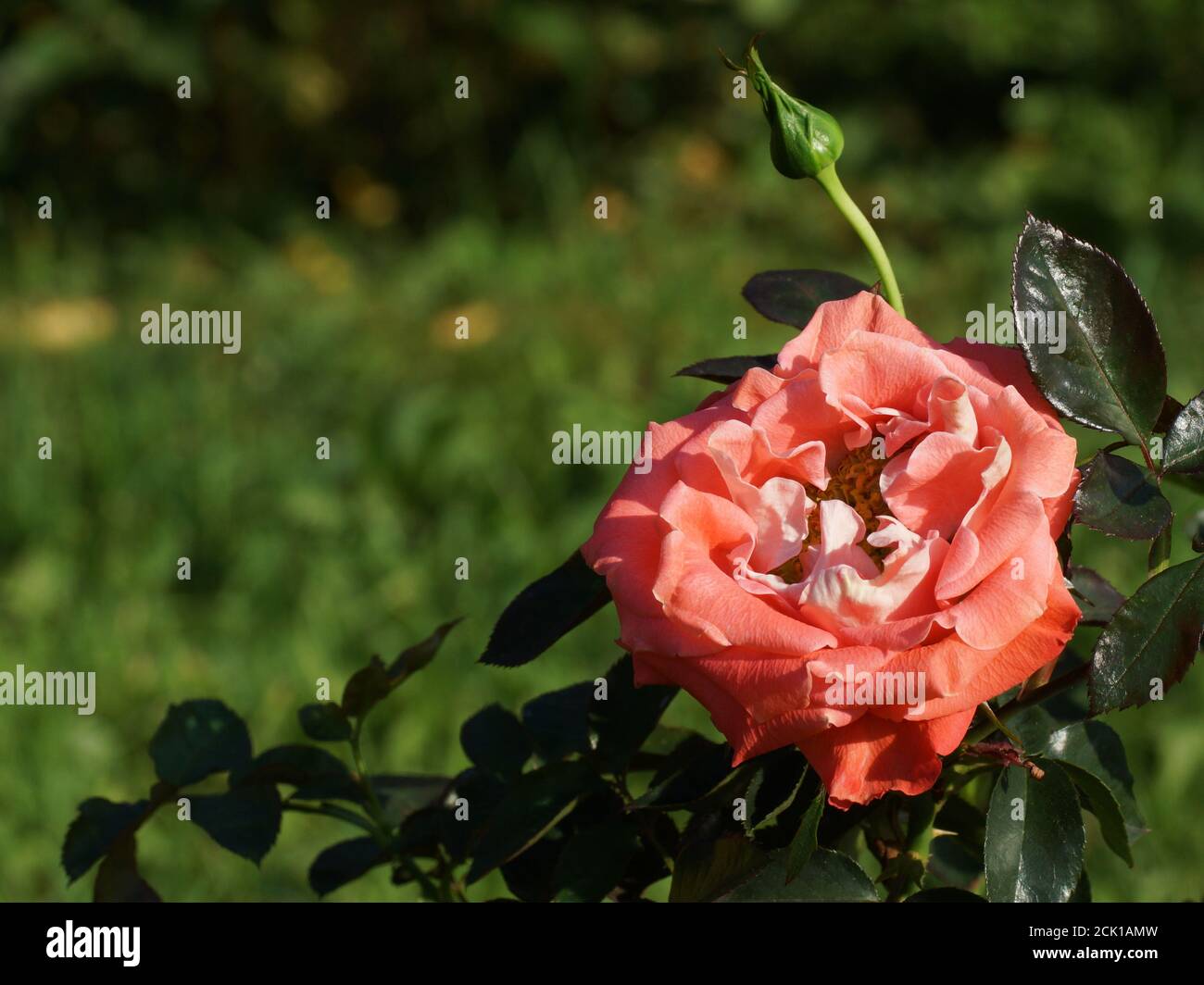 Rosa Candy Ruffles magnifique corail rose gros plan. Une fleur, dans un jardin dans des conditions naturelles au milieu de la verdure, sous le ciel ouvert. Banque D'Images