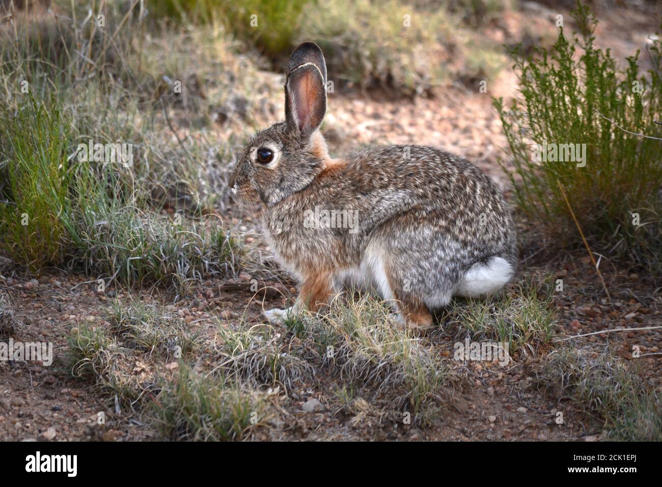 Un lapin de queue de cotonnière dans le désert (Sylvilagus audubonii) dans le sud-ouest américain. Banque D'Images