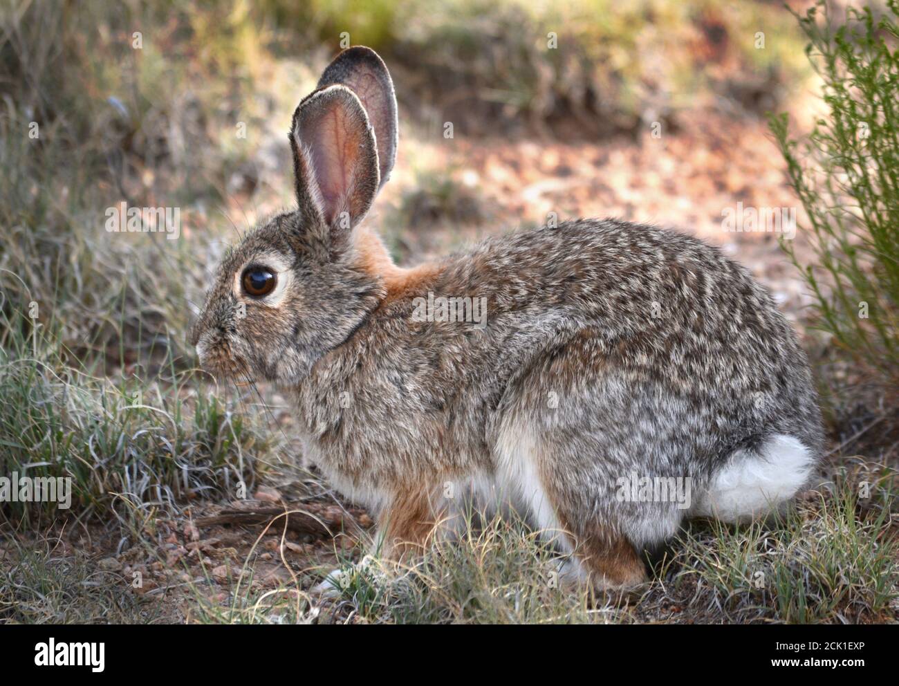 Un lapin de queue de cotonnière dans le désert (Sylvilagus audubonii) dans le sud-ouest américain. Banque D'Images