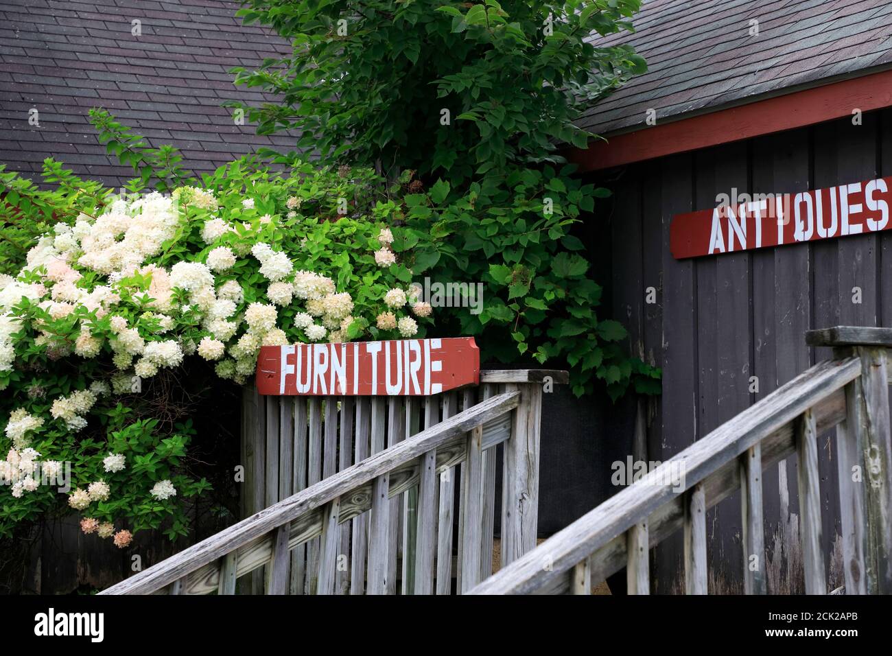 Hortensia fleurir par une maison en bois avec le signe du mobilier Et antiquités par l'escalier.Bennington.Vermont.USA Banque D'Images