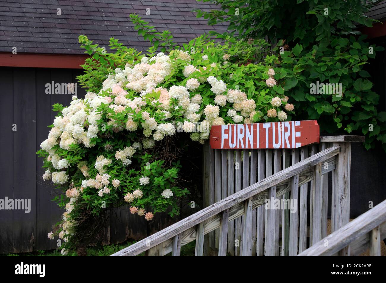 Hortensia fleurir par une maison en bois avec le signe du mobilier Par l'escalier.Bennington.Vermont.USA Banque D'Images