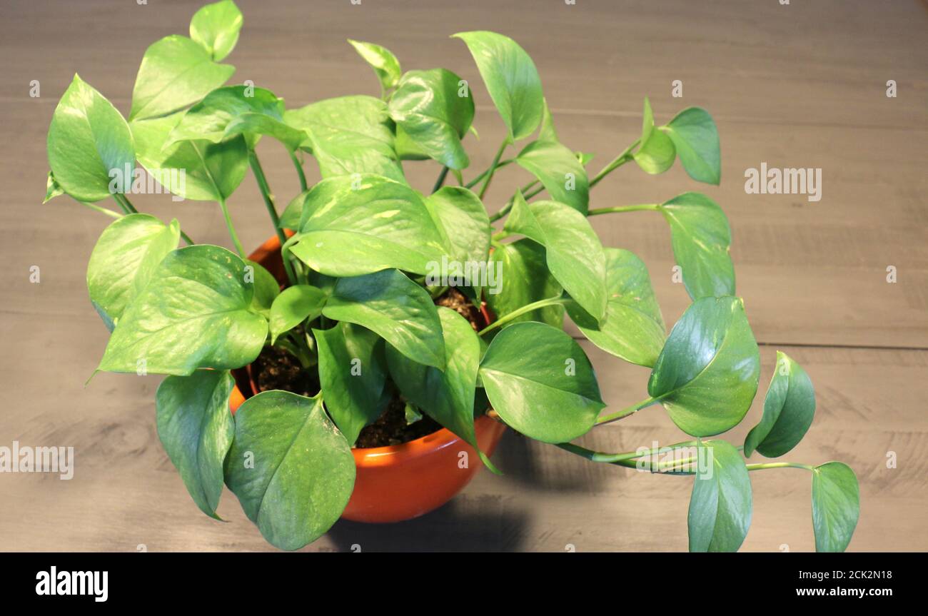 Plante verte sur table de ferme Banque D'Images