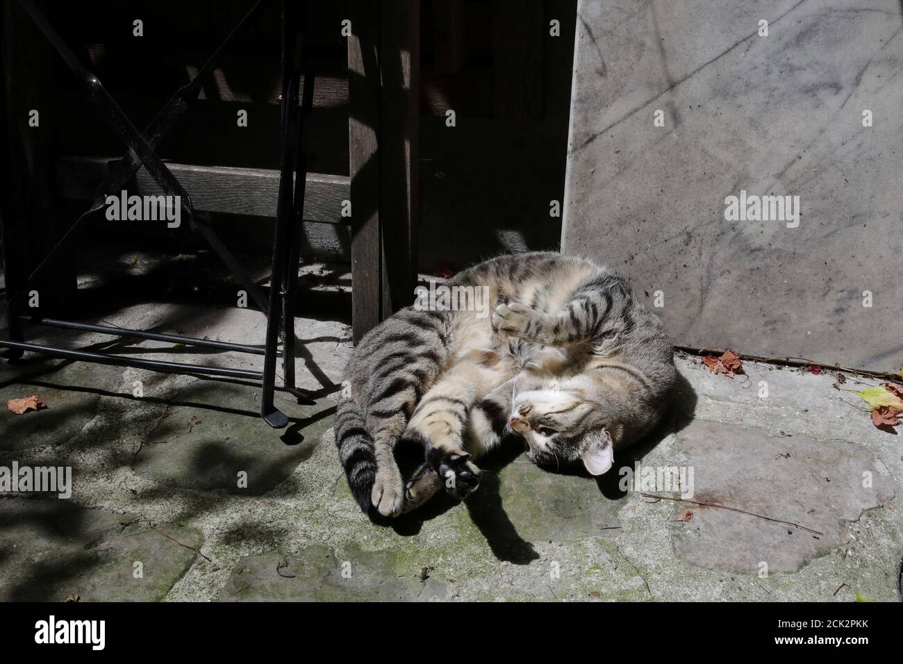 Ninja Un Chat De Six Ans Profite Du Soleil Dans Une Cour Parisienne Alors Que Les Temperatures Continuent De Monter Dans La Plupart Du Pays Les Autorites Placent Des Parties Du Sud
