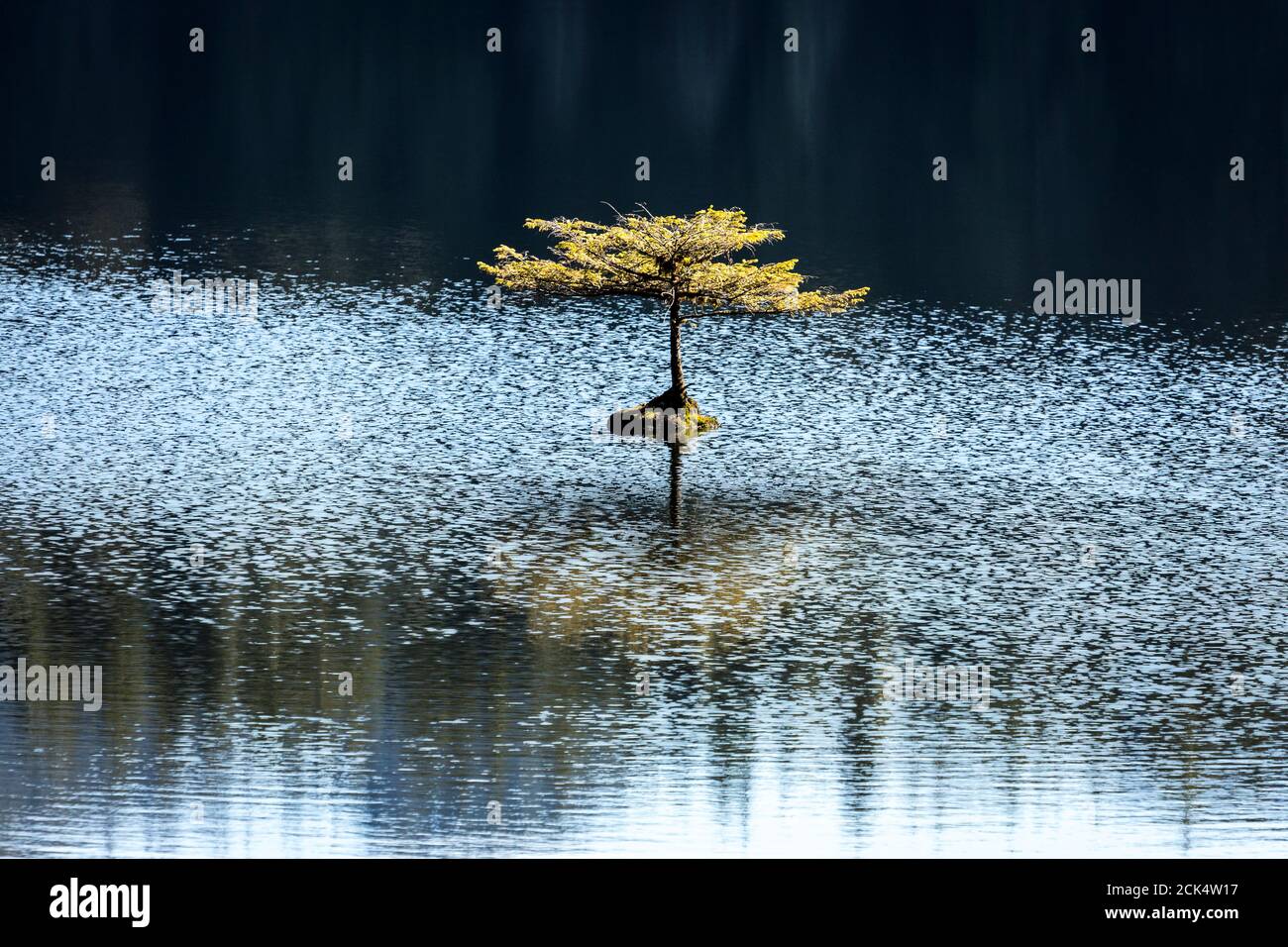 Un arbre isolé se reflète dans les eaux du lac Fairy, sur l'île de Vancouver, en Colombie-Britannique, au Canada. Banque D'Images