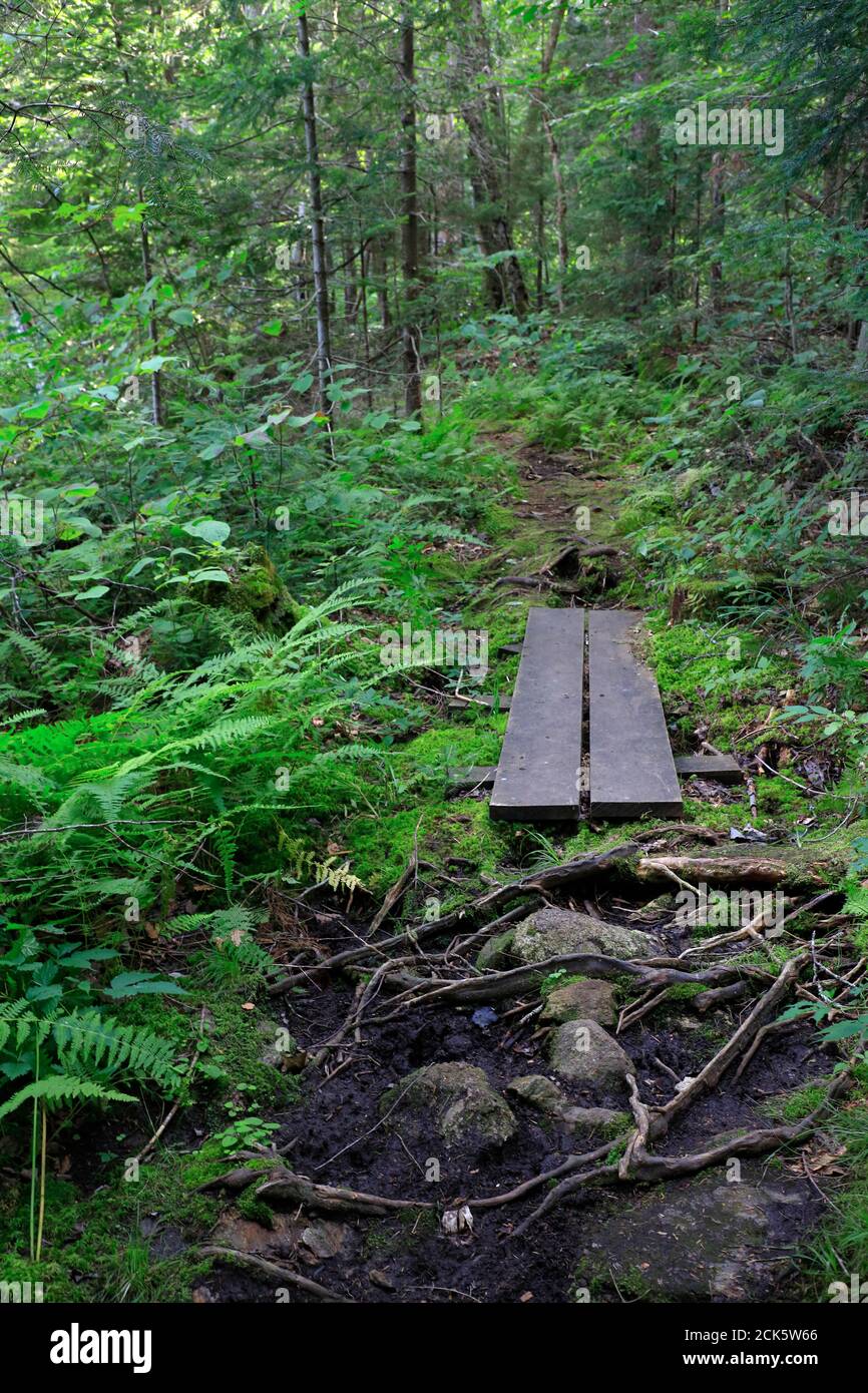 Sentier de randonnée dans la forêt à Woodford State Park.Woodford.Vermont.USA Banque D'Images