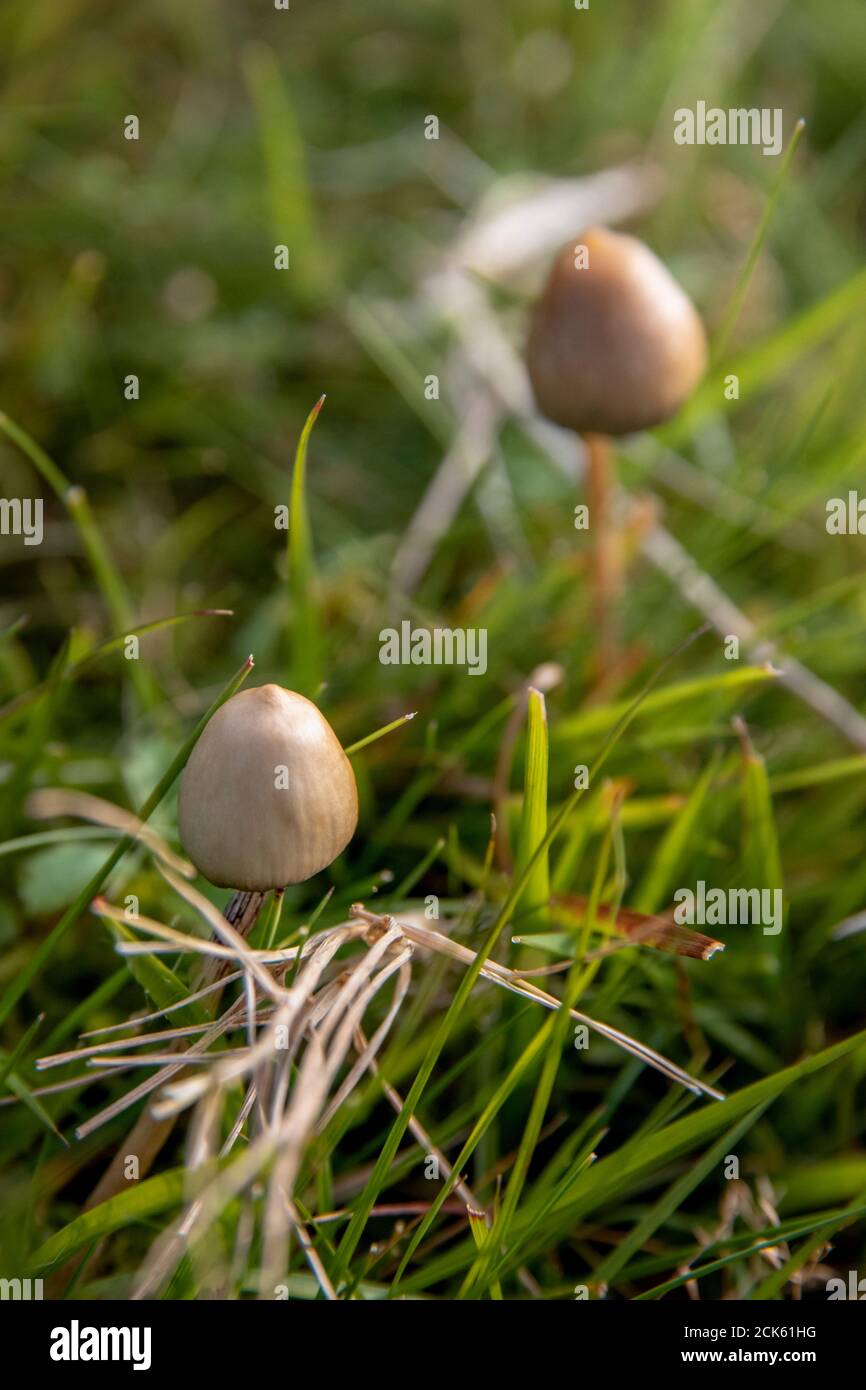 une paire de chapeaux de liberté ou de champignons magiques qui poussent à l'état sauvage dans un champ Banque D'Images