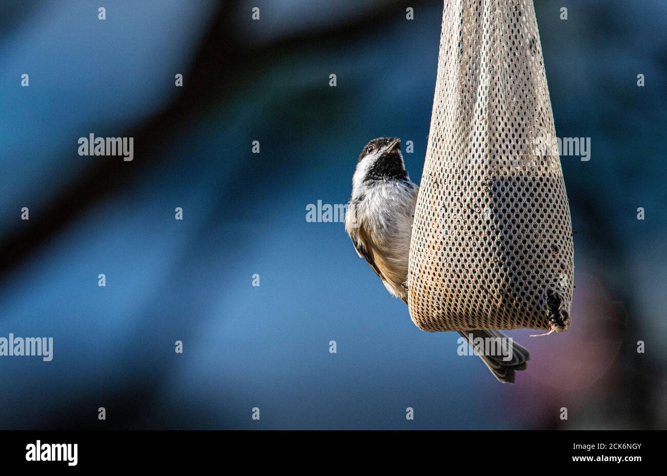 Chickadee manger des graines Banque D'Images