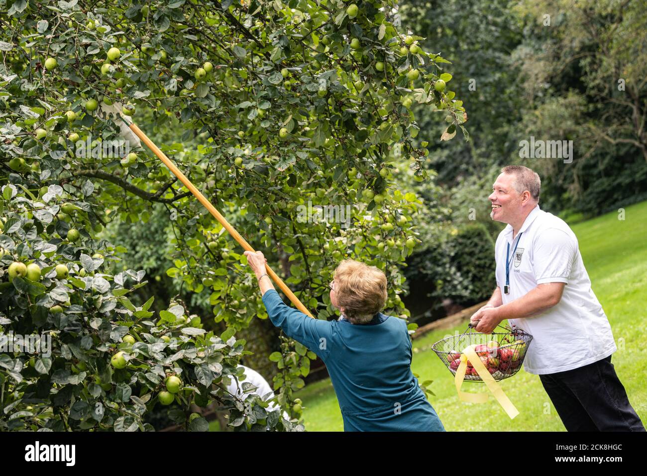 Achternmeer, Allemagne. 11 septembre 2020. Uta Bümmerstede et Ronald Holtz, tous deux de l'association civique Achternmeer-Harbern 1, cueillient des pommes dans un arbre. Credit: Mohssen Assanimoghaddam/dpa/Alay Live News Banque D'Images