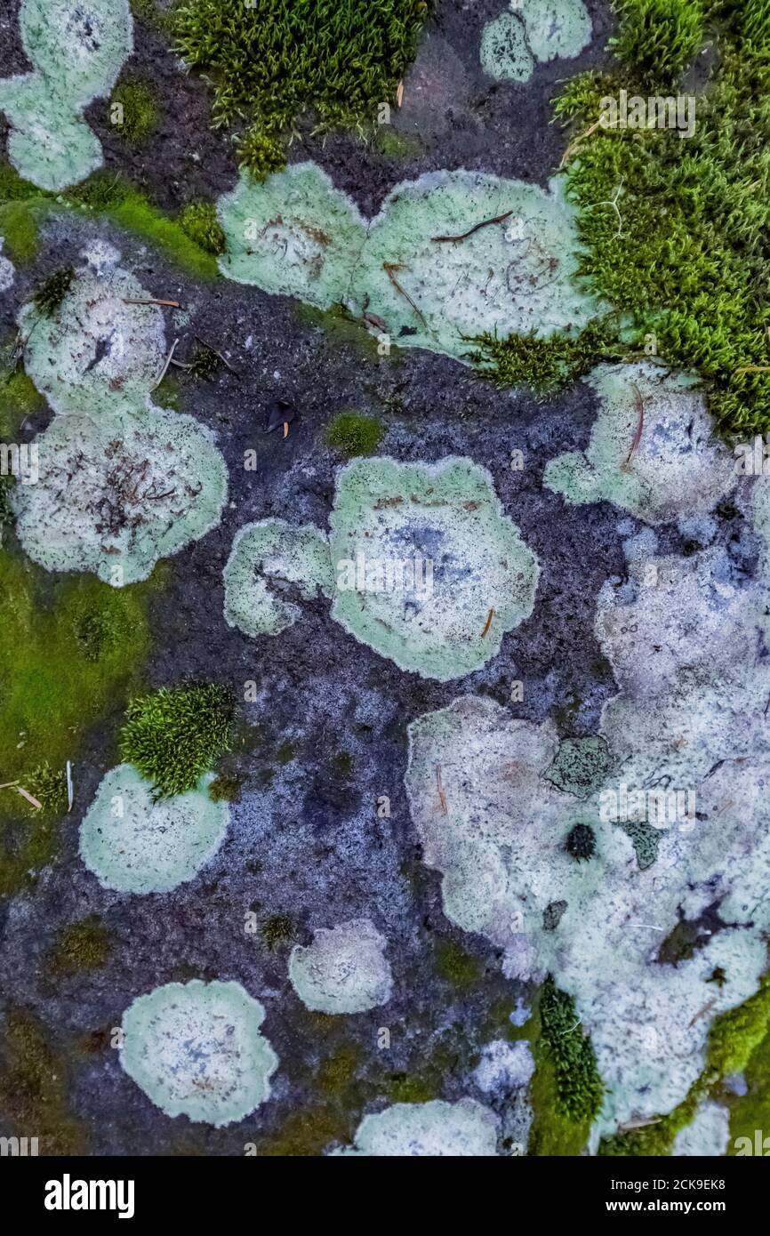 Lichen croustillant poussant sur la roche le long du sentier Heliotrope Ridge Trail, forêt nationale Mount Baker-Snoqualmie, État de Washington, États-Unis Banque D'Images