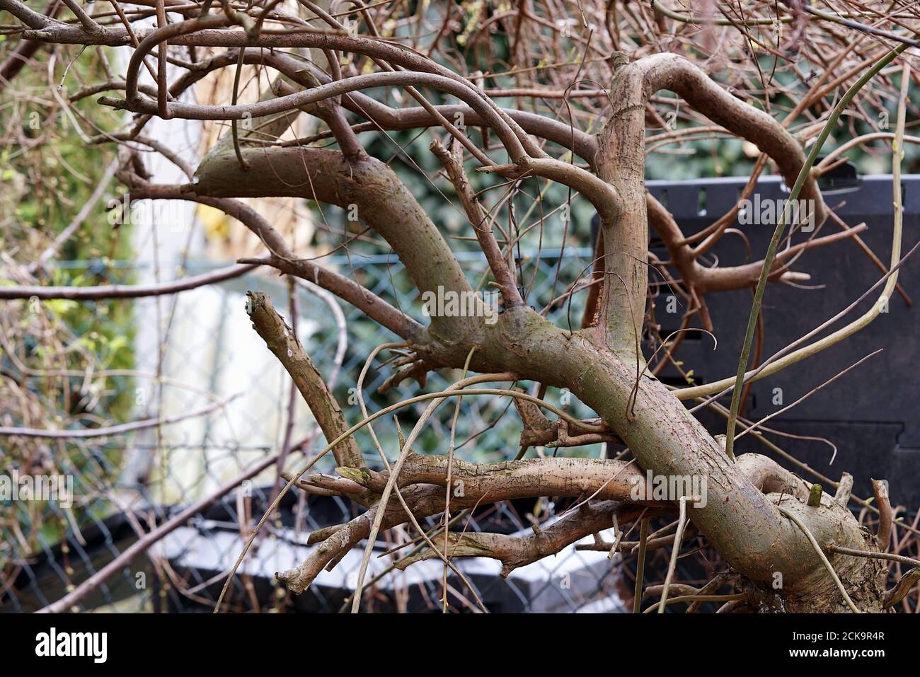 branches de saule tordues dans le jardin au printemps Banque D'Images