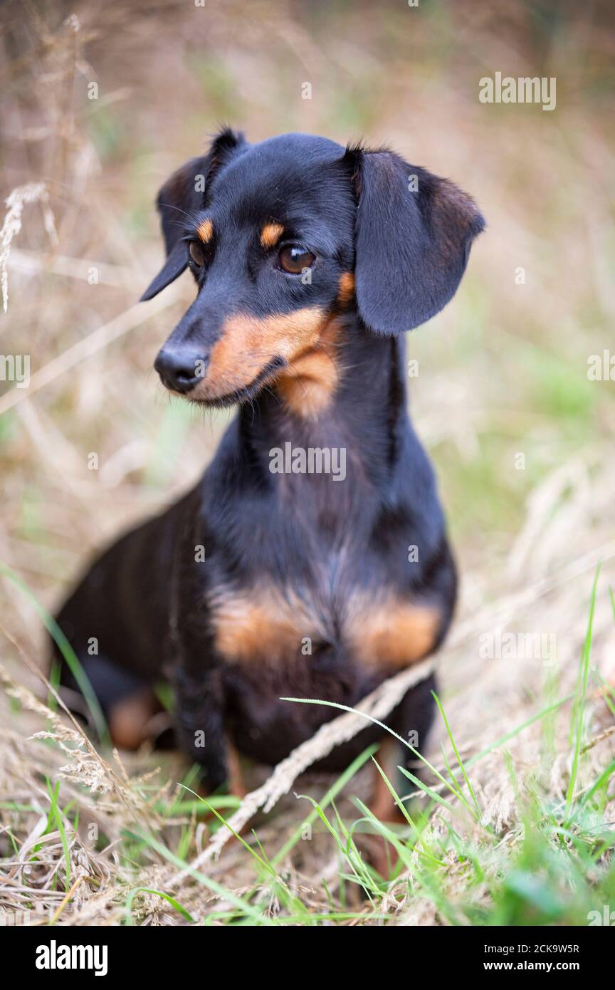 Dachshund noir et brun clair marchant dans la nature Banque D'Images