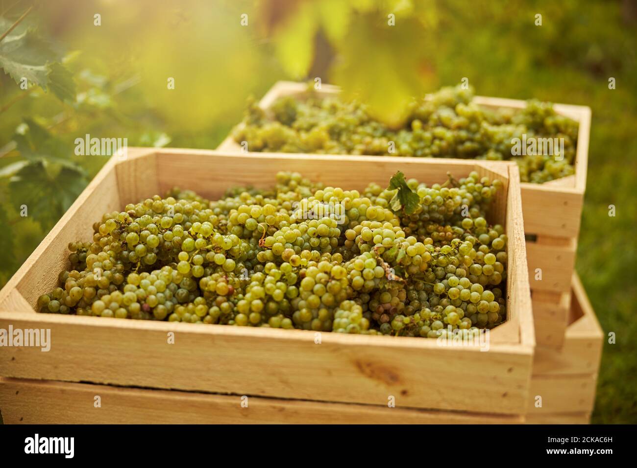 Des grappes de raisins blancs mûrs sont placées soigneusement dans des boîtes Banque D'Images