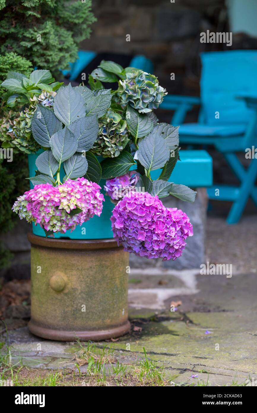 Belle fleur rose Hydrangea macrophylla en pot, aménagée dans le jardin de la fin de l'été. Banque D'Images
