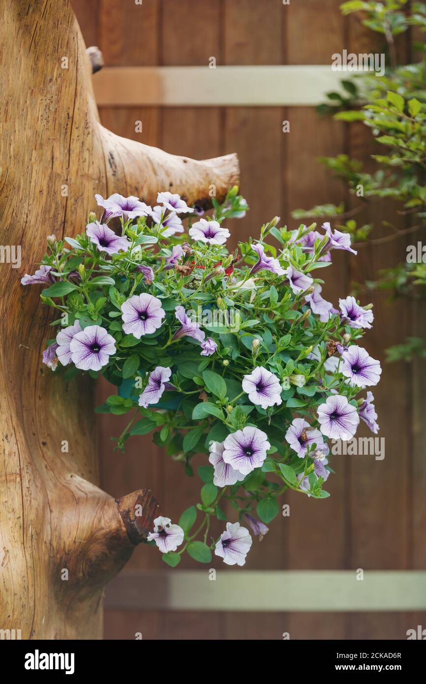 Fleur violette Petunia Surfinia dans le jardin de la fin de l'été, pendu en  pot sur le tronc de l'arbre Photo Stock - Alamy