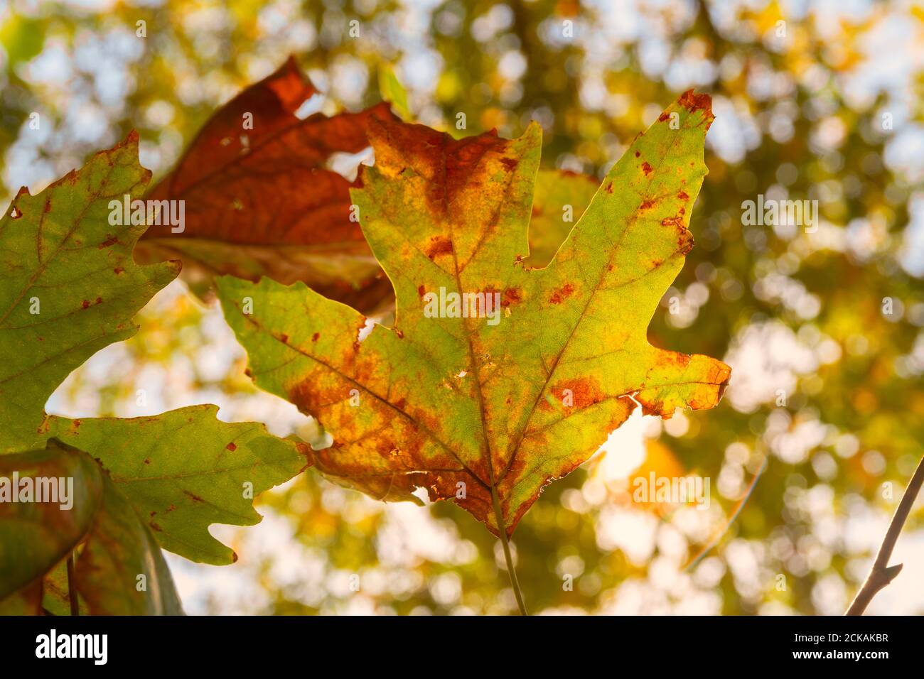 Gros plan sur la texture d'une feuille d'automne colorée Banque D'Images