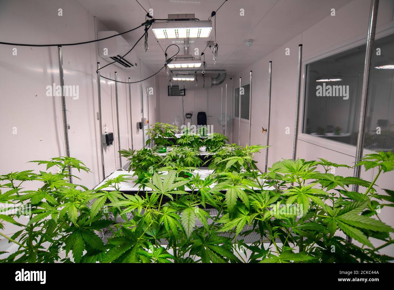 Plants de cannabis dans un laboratoire médical commercial de cannabis dans le Royaume-Uni Banque D'Images