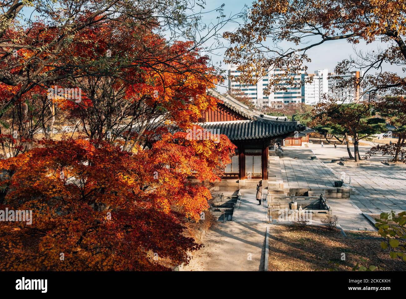 Palais Changgyeonggung avec érable à Séoul, Corée Banque D'Images