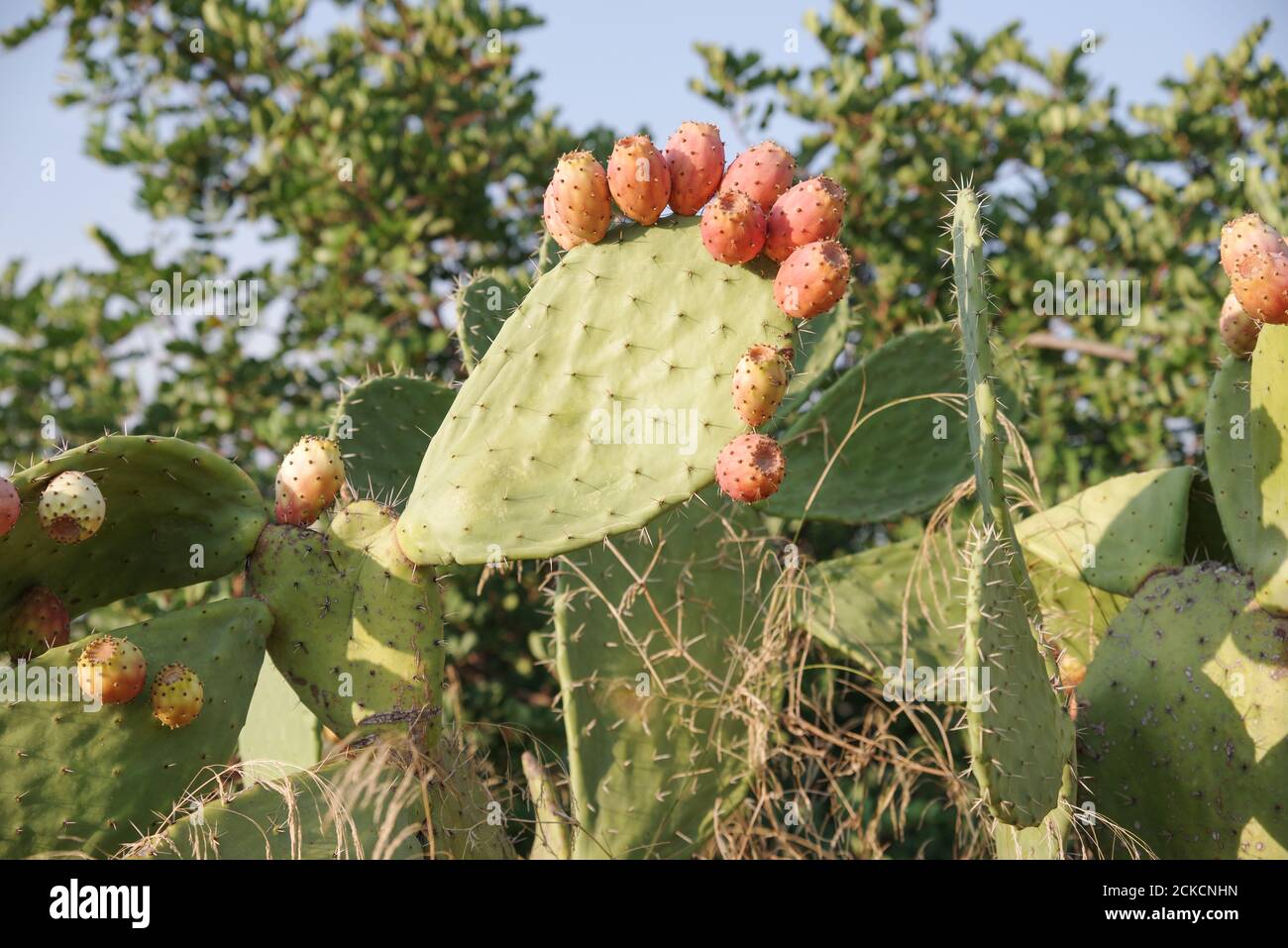 Poires siciliennes à la pousse sauvage (opuntia ficus indica) et aux fruits (région de Noto, Sicile, Italie) Banque D'Images